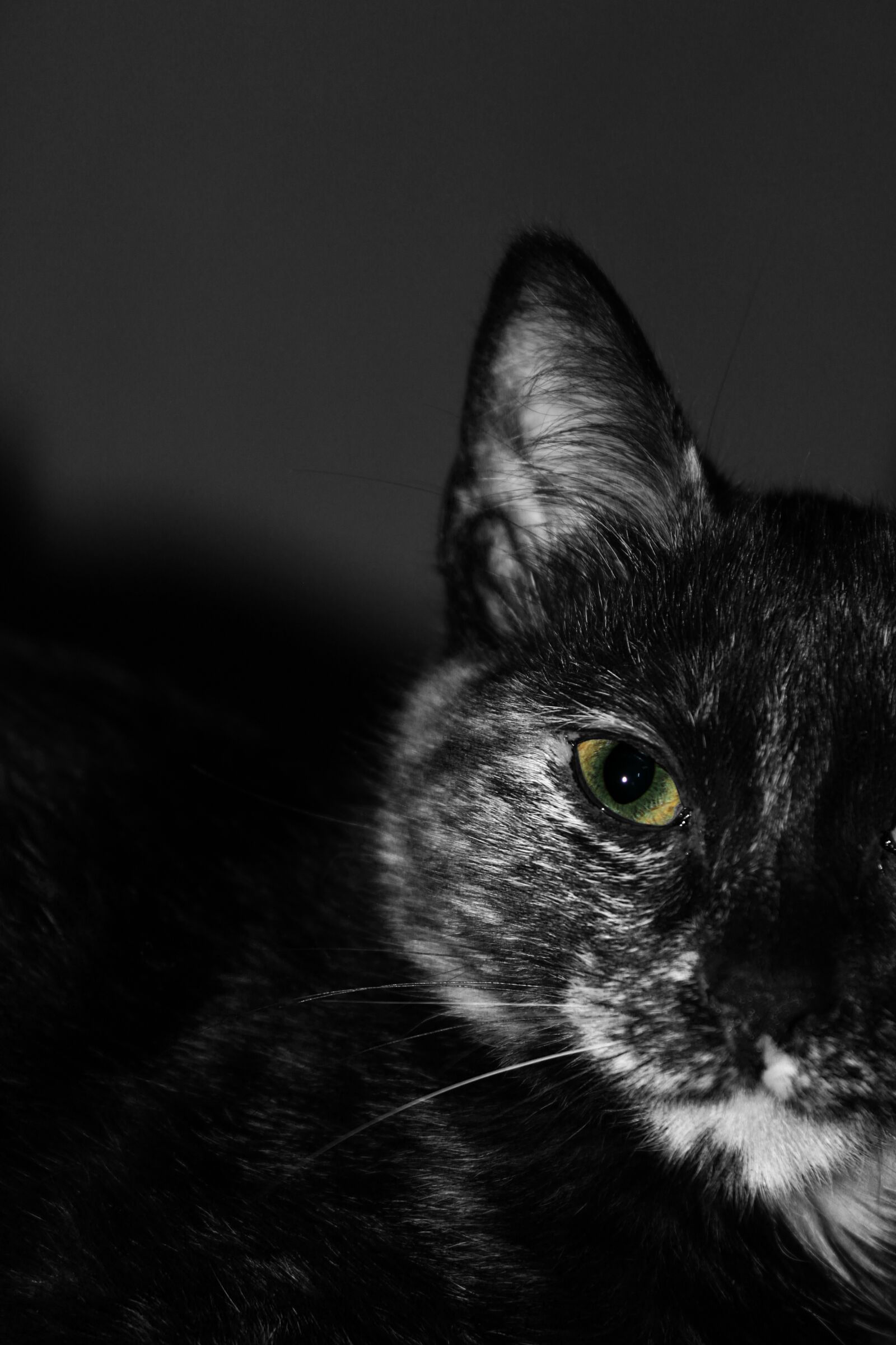 Canon EOS 500D (EOS Rebel T1i / EOS Kiss X3) sample photo. Cat, black cat, animals photography