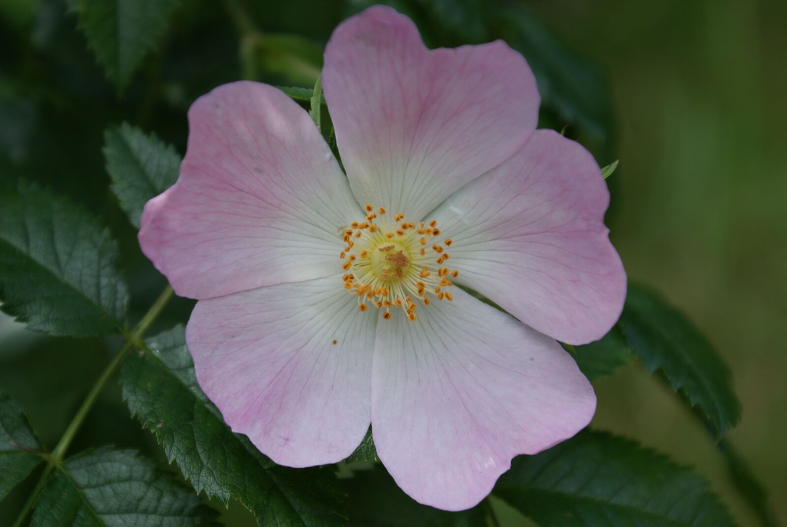 Sony Alpha DSLR-A200 sample photo. Rose, pink, flower photography