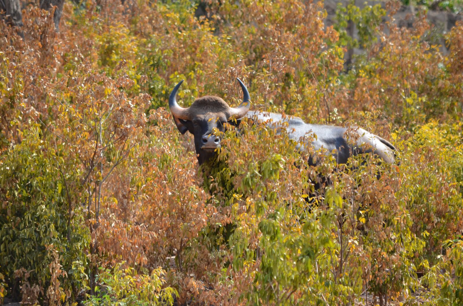 Nikon D5100 sample photo. Wild, life, colorful photography