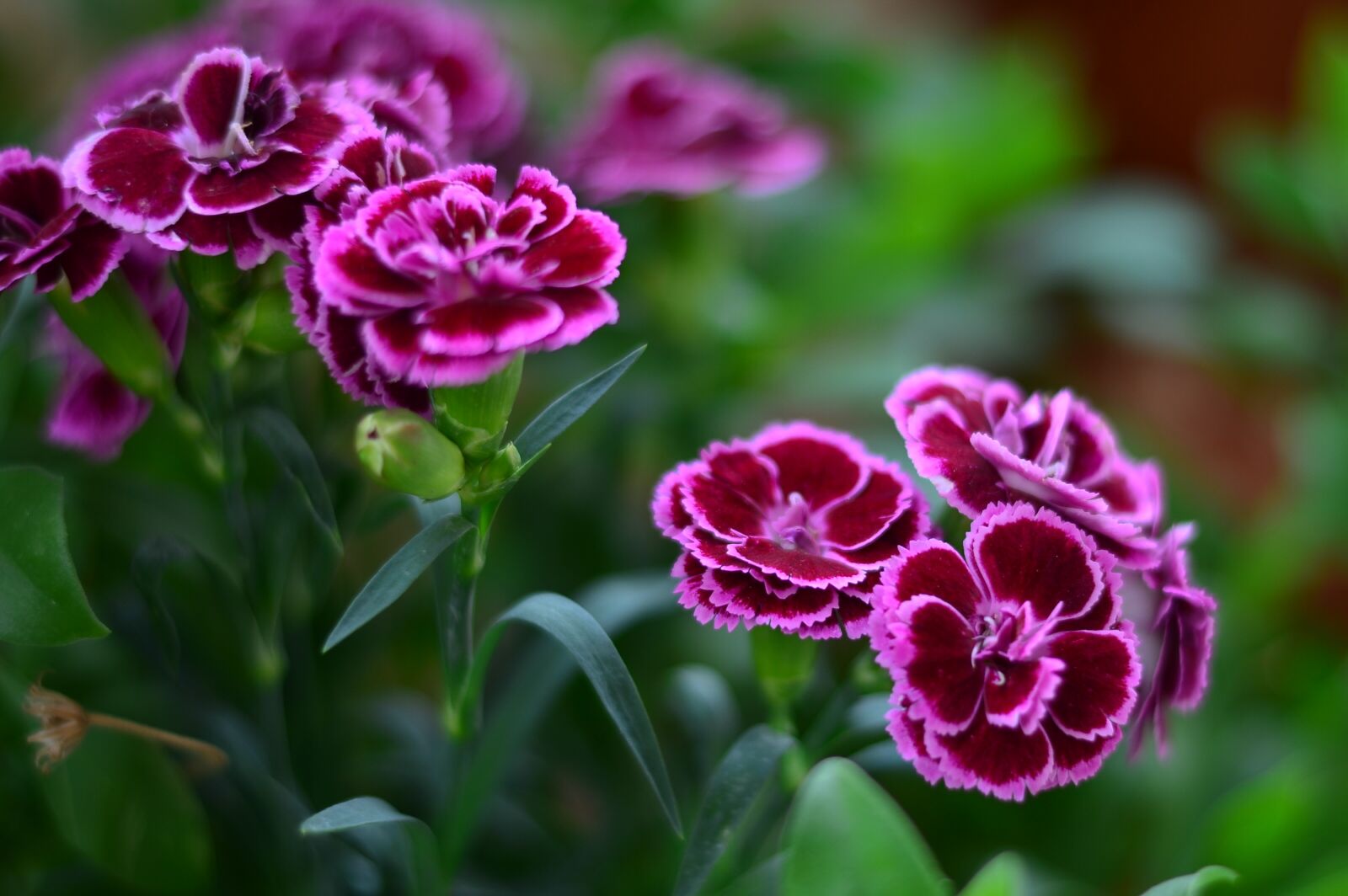 Nikon D5100 sample photo. Flower, macro, nature photography