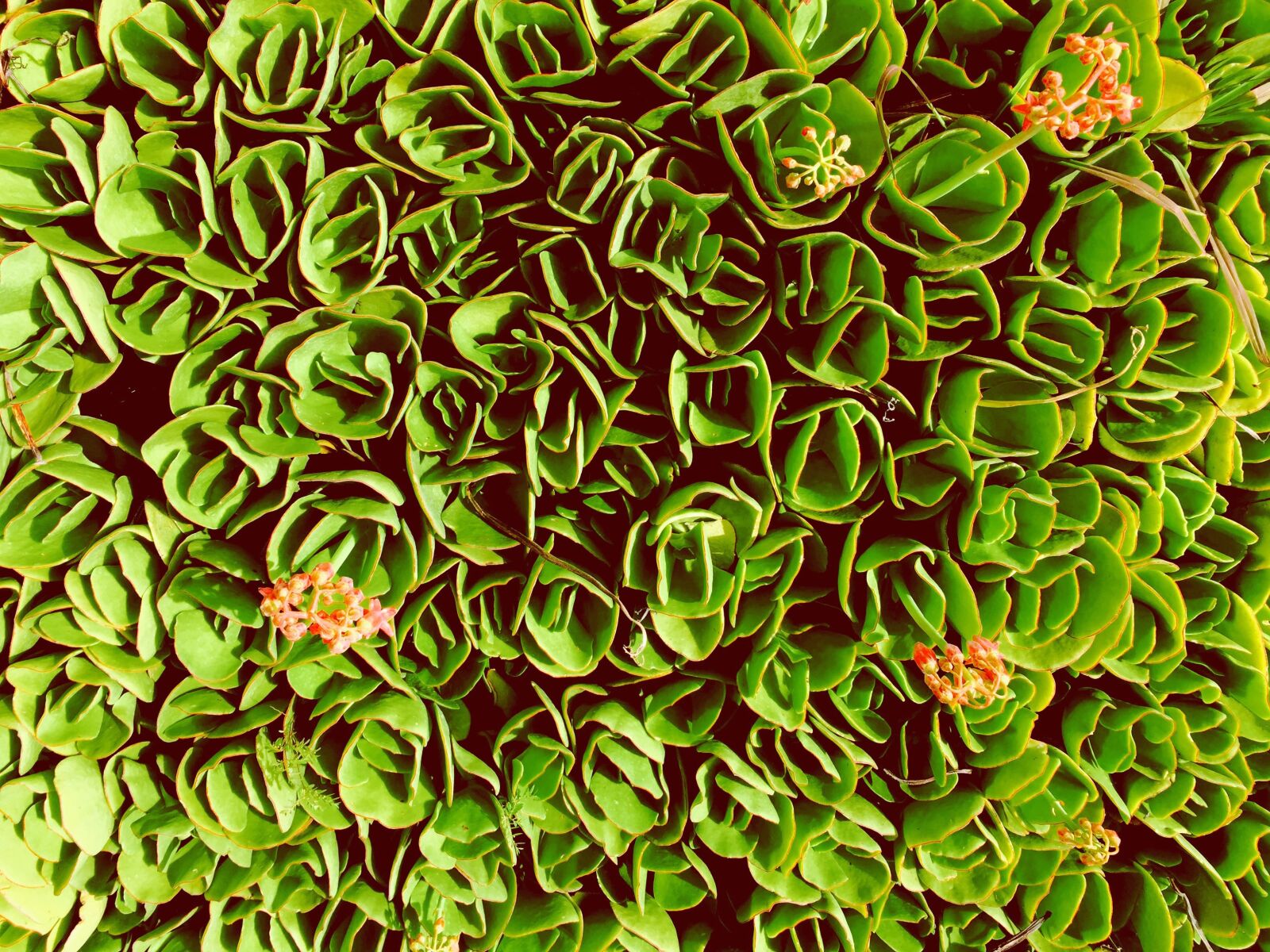 Apple iPhone 6 sample photo. Kalenchoe, succulent, plants photography