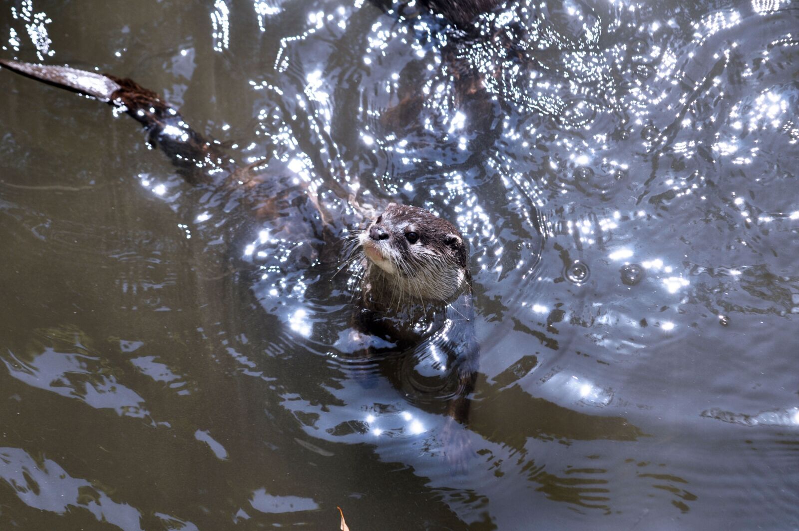 Nikon D90 sample photo. Reflection, water, nature photography