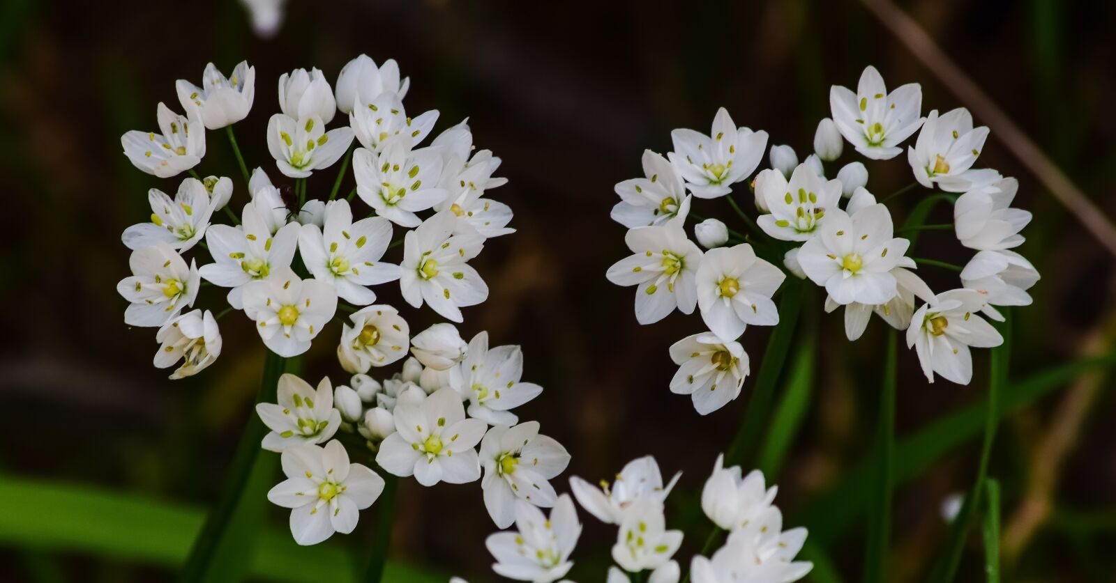 Nikon D3300 sample photo. Flower, nature, flora photography