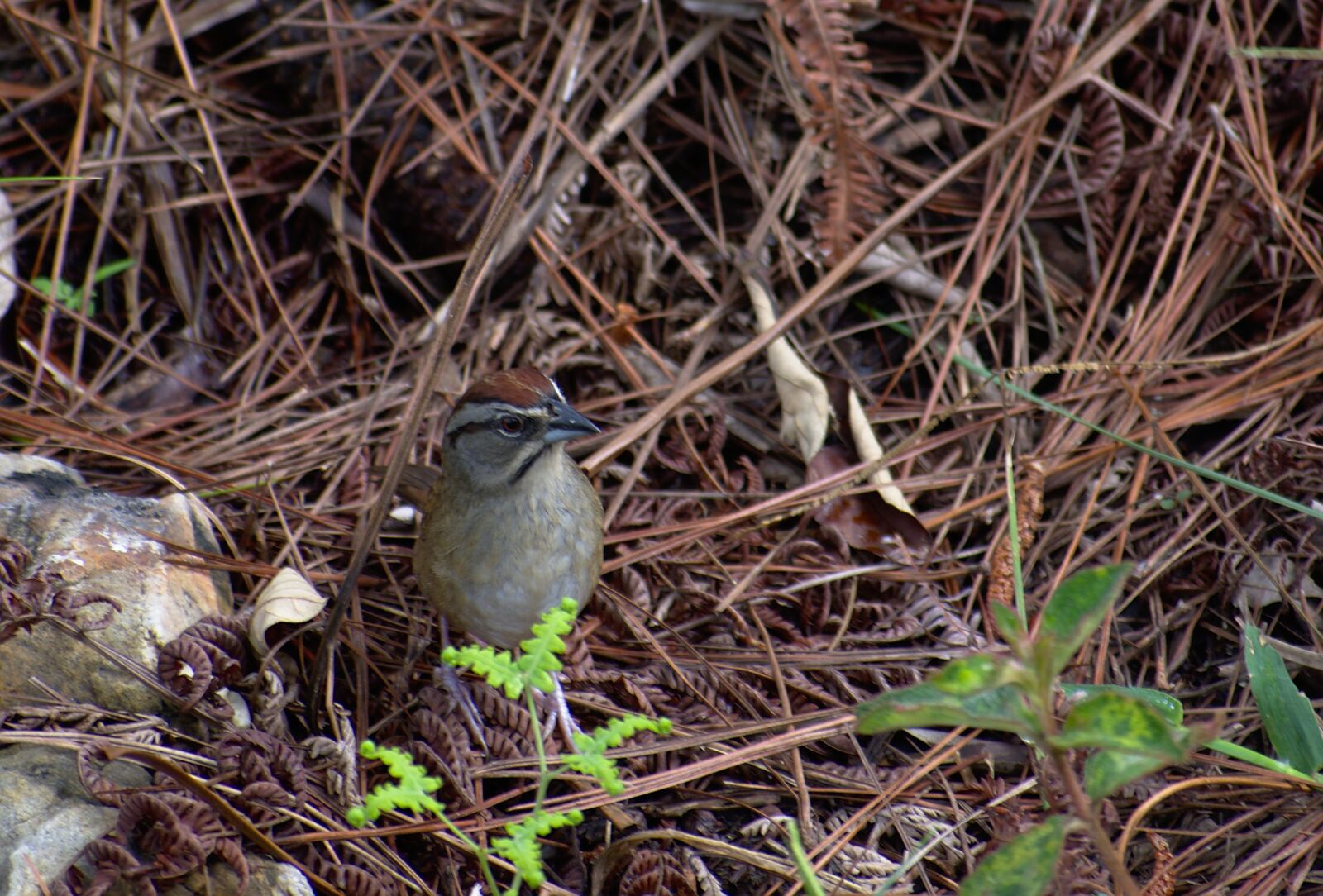 Nikon D7200 sample photo. Nature, wildlife, camouflage photography