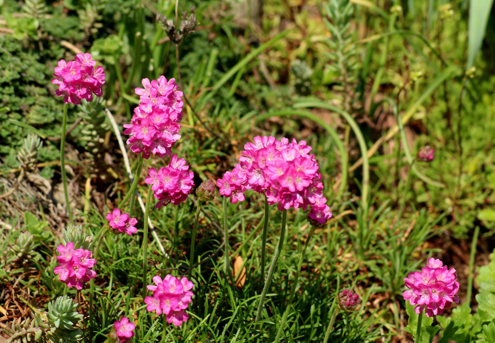 Canon EOS 1200D (EOS Rebel T5 / EOS Kiss X70 / EOS Hi) sample photo. Violet flowers, spring, plant photography