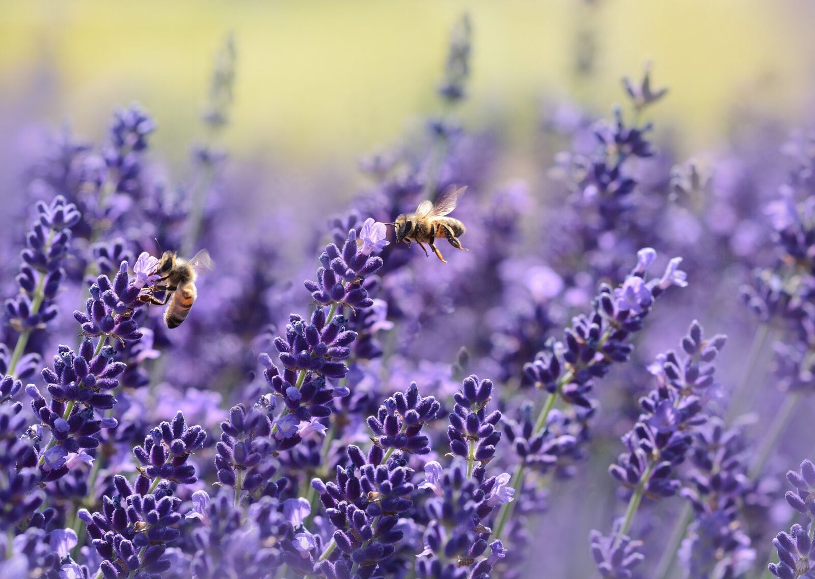 Nikon D7100 sample photo. Lavender, bee, summer photography