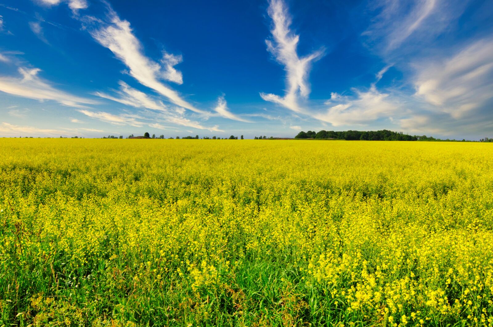 Nikon D5000 sample photo. Campaign, nature, agriculture photography