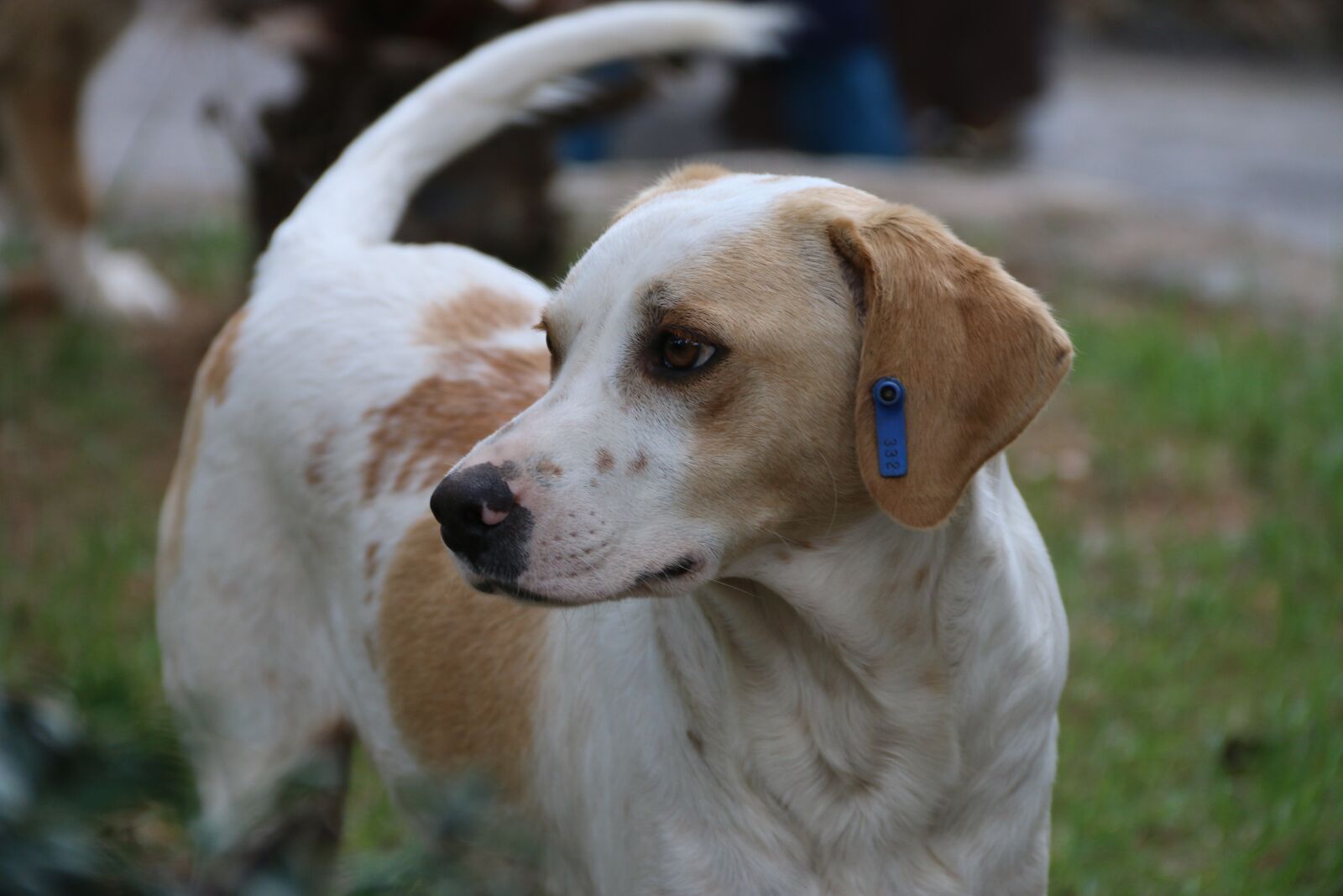 Canon EF-S 18-135mm F3.5-5.6 IS sample photo. Dog, animal, nature photography