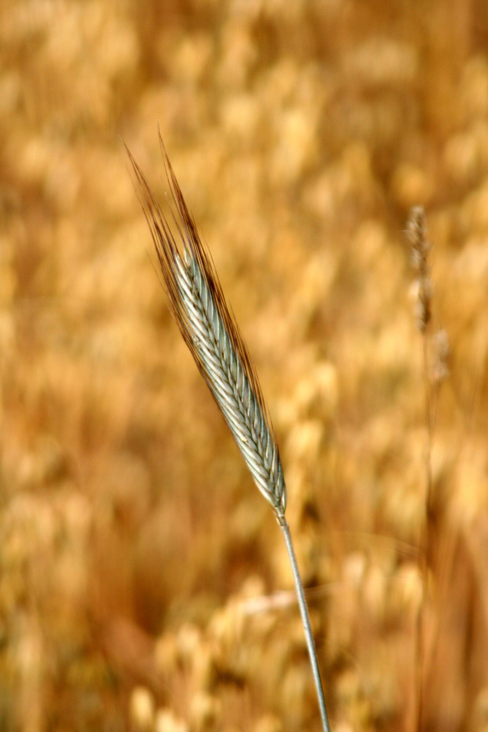 Canon EOS 350D (EOS Digital Rebel XT / EOS Kiss Digital N) sample photo. Spikes, oats, cereals photography