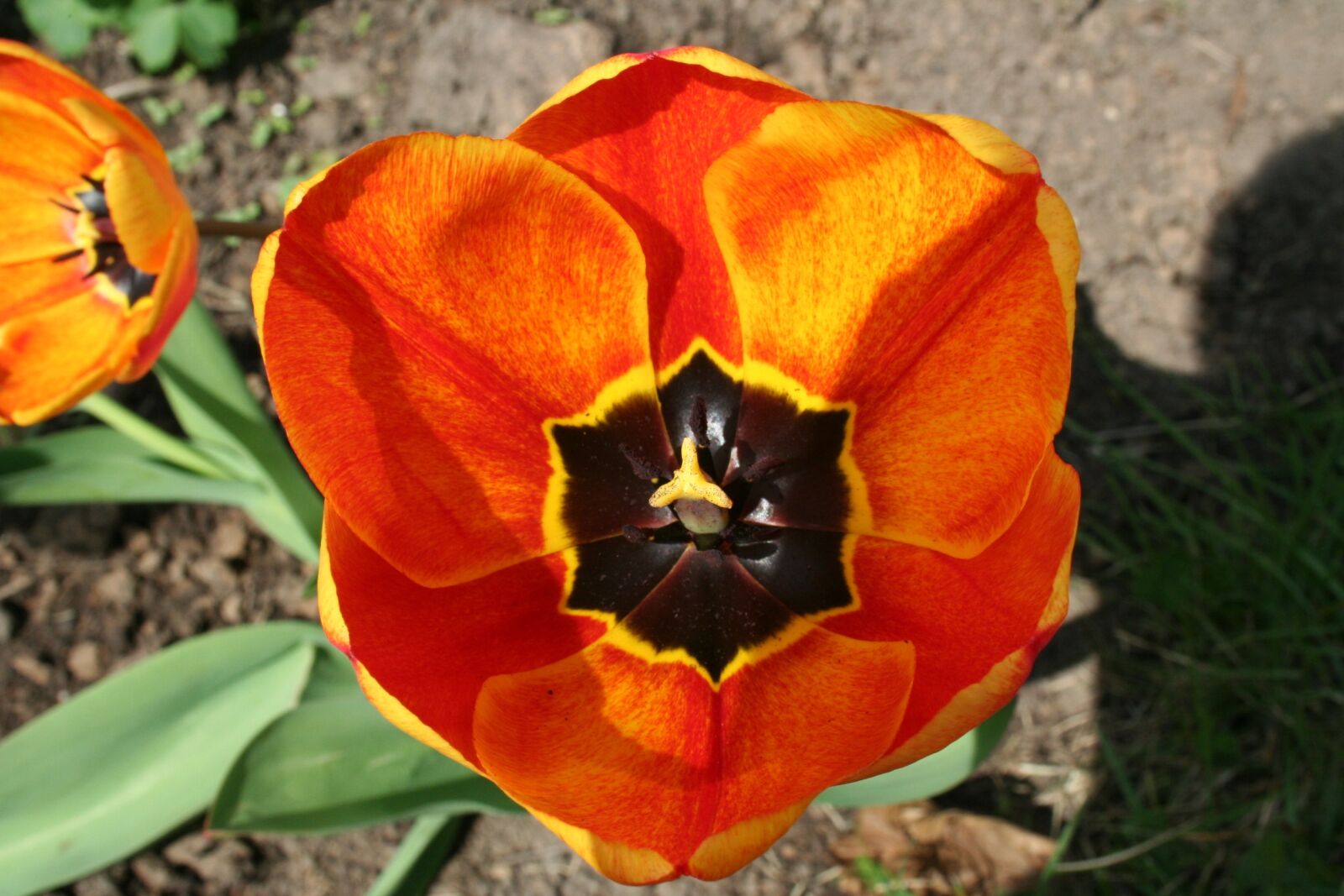Canon EOS 350D (EOS Digital Rebel XT / EOS Kiss Digital N) sample photo. Flower, tulip, blossom photography