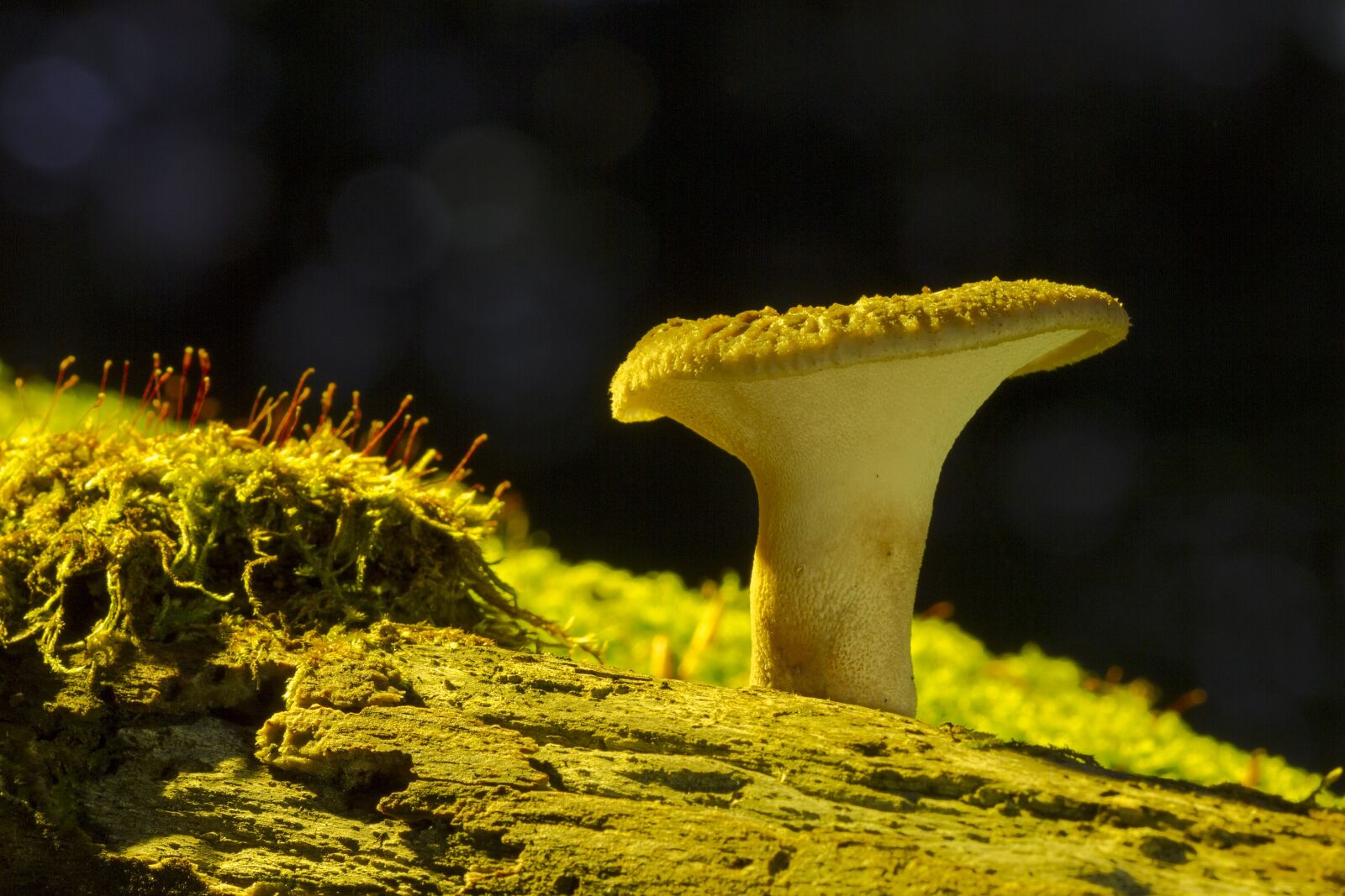 Canon EOS 7D sample photo. Mushroom, tree fungus, fungus photography