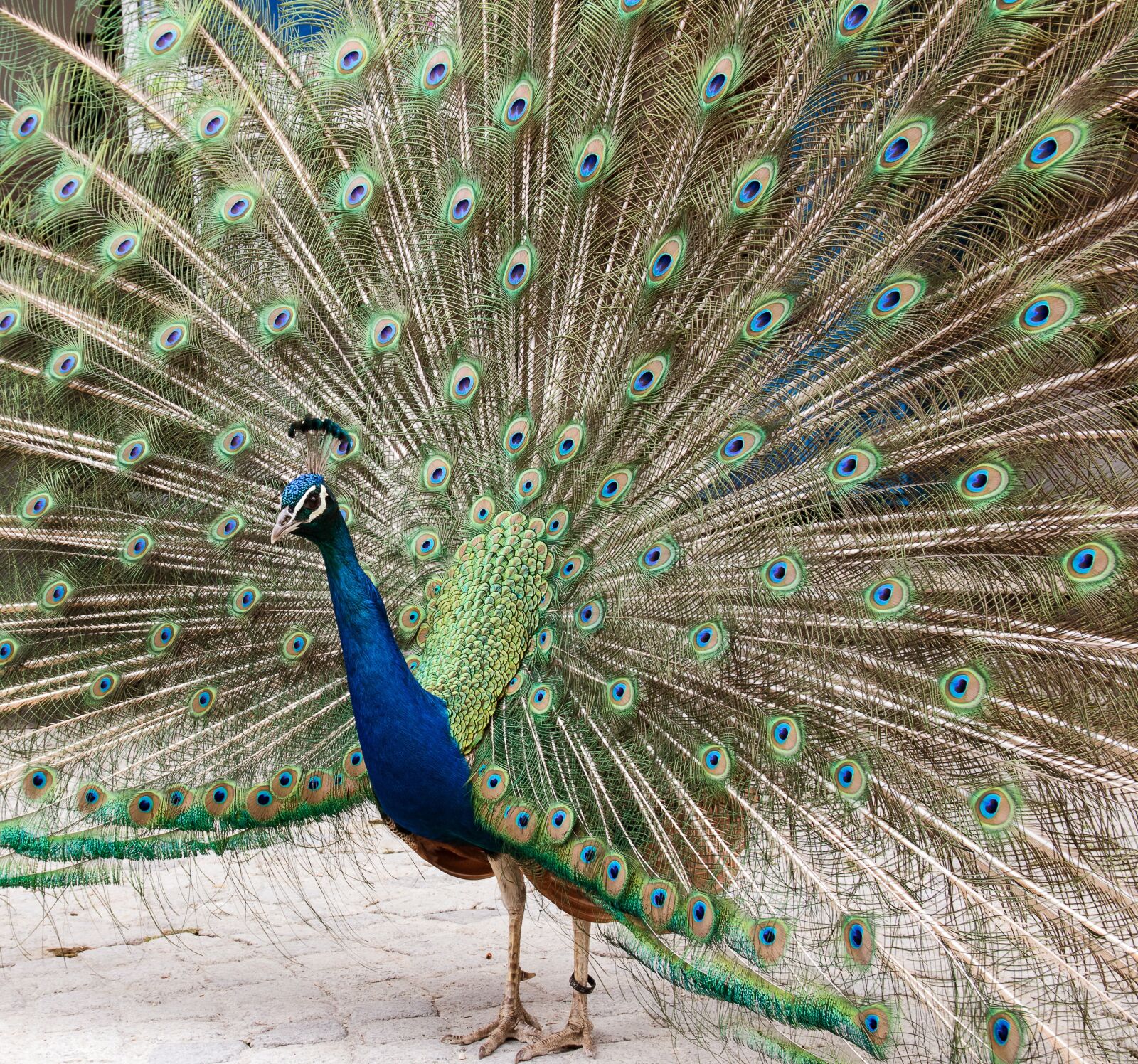 Canon EOS 80D sample photo. Peacock, bird, animal photography