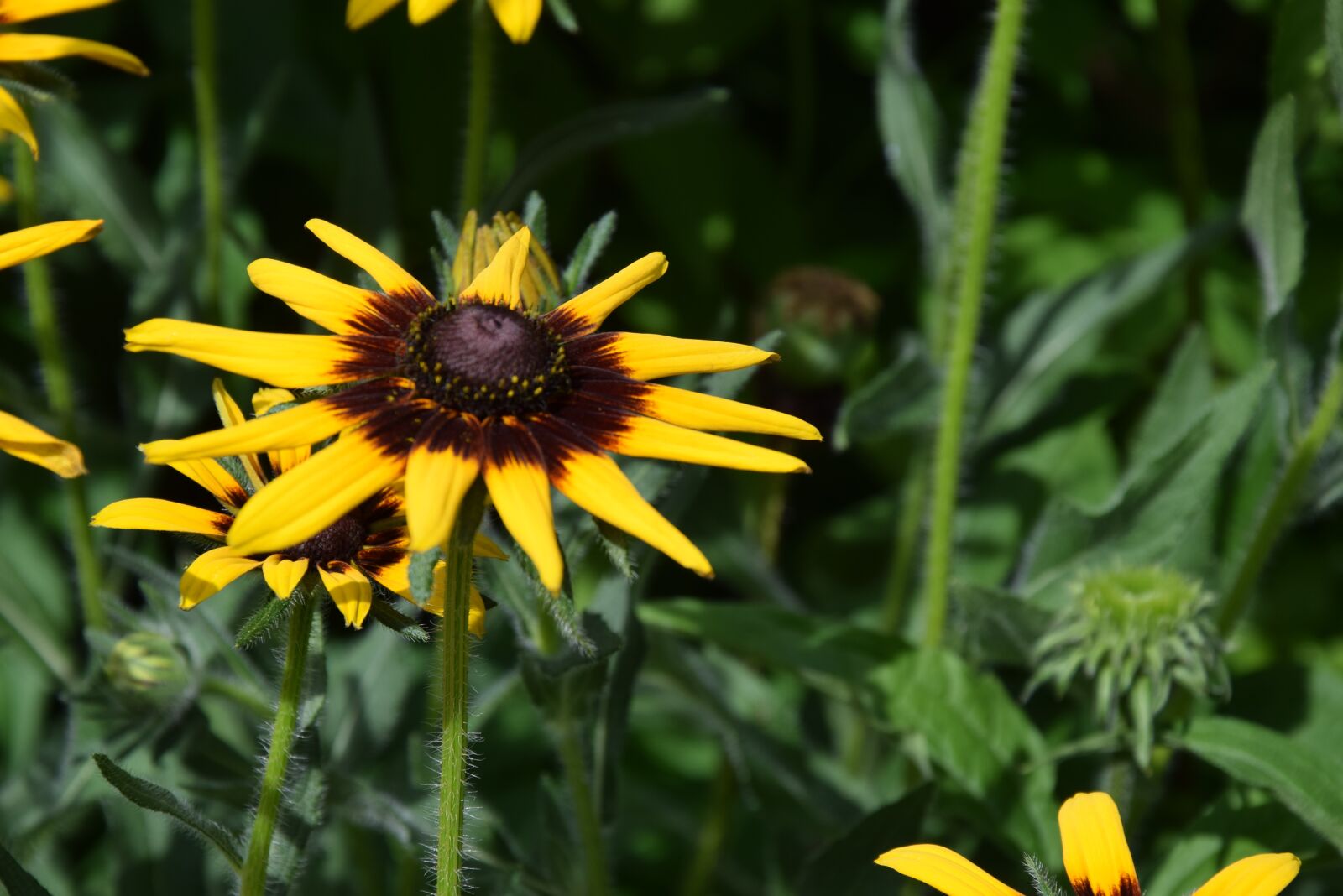 Nikon D5300 sample photo. Garden, summer, yellow flower photography