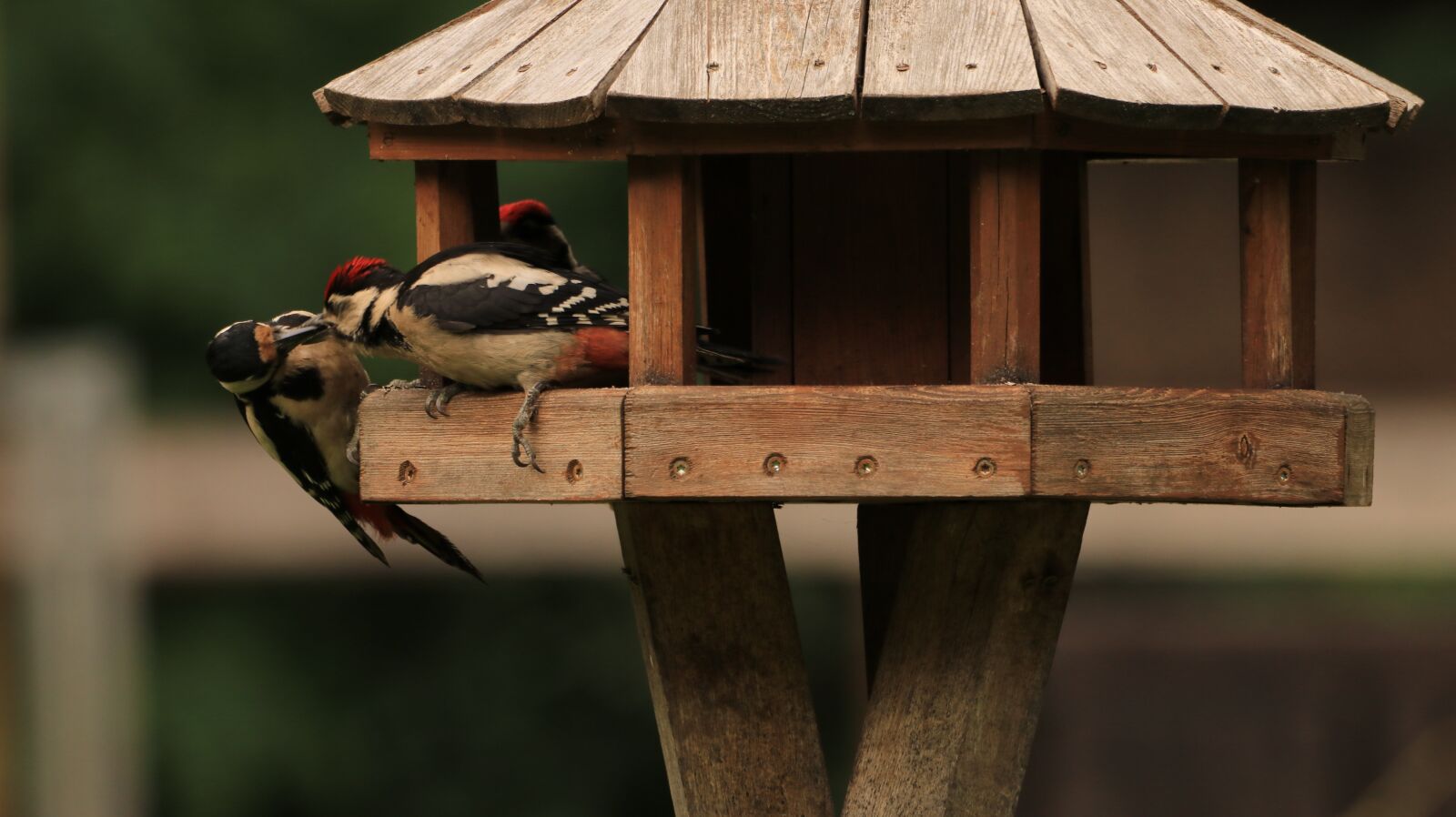 150-600mm F5-6.3 DG OS HSM | Contemporary 015 sample photo. Woodpeckers, bird, nature photography