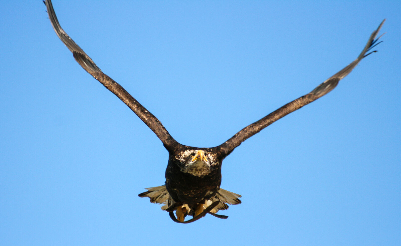 Canon EOS 400D (EOS Digital Rebel XTi / EOS Kiss Digital X) sample photo. Beak, eagle, feathers, flight photography