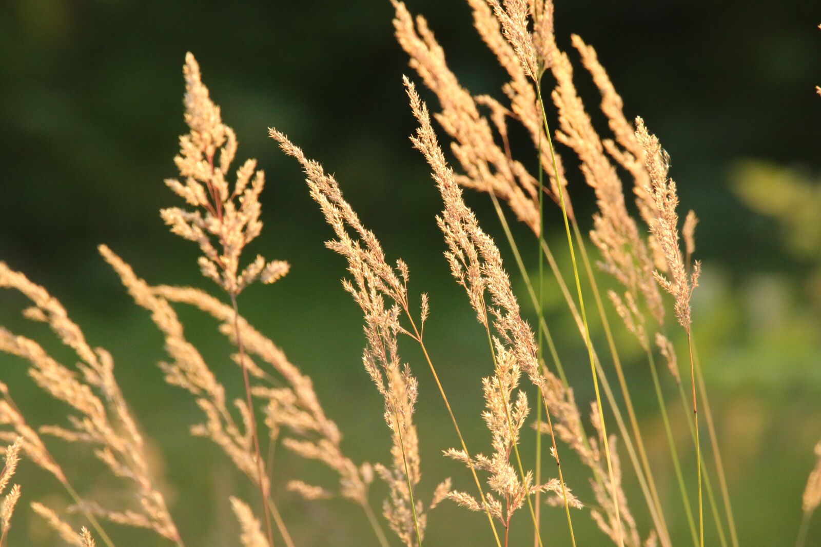 Canon EOS 7D Mark II sample photo. Reeds, sunset, gold photography
