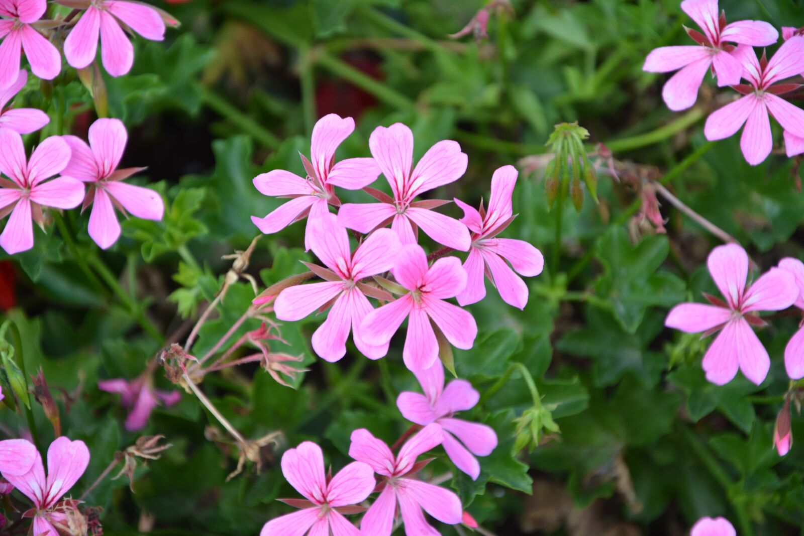 Nikon D5200 sample photo. Geranium simple flower, color photography