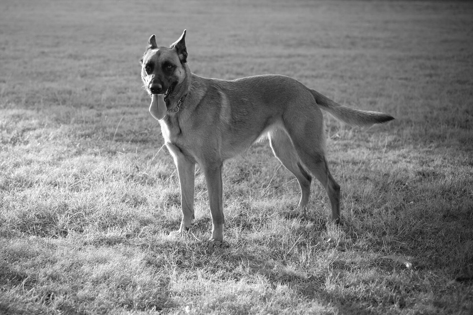 Fujifilm XF 35mm F1.4 R sample photo. Belgian, shepherd, dog, malin photography
