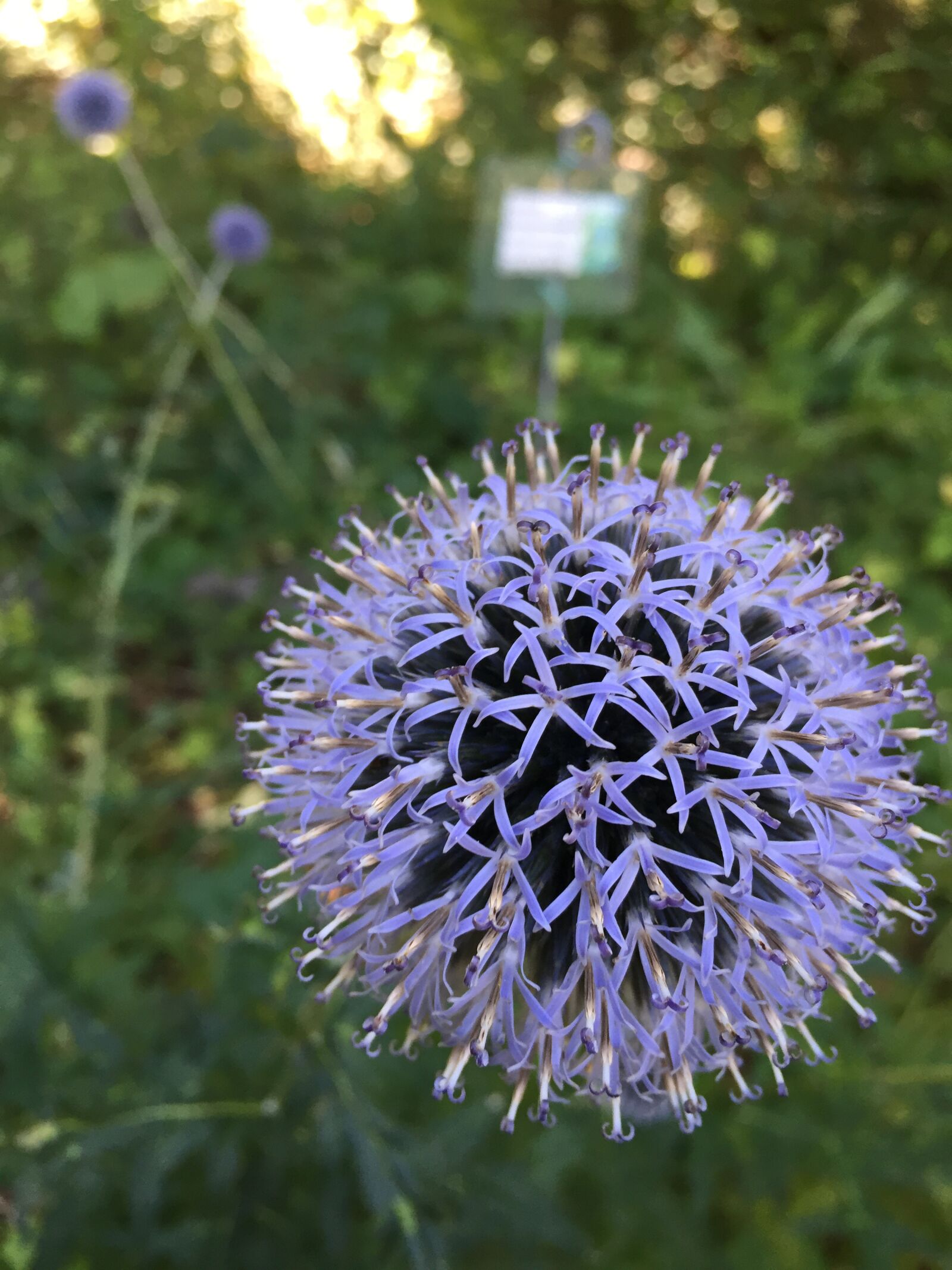 iPhone 6 back camera 4.15mm f/2.2 sample photo. Thistle, flower, garlic photography