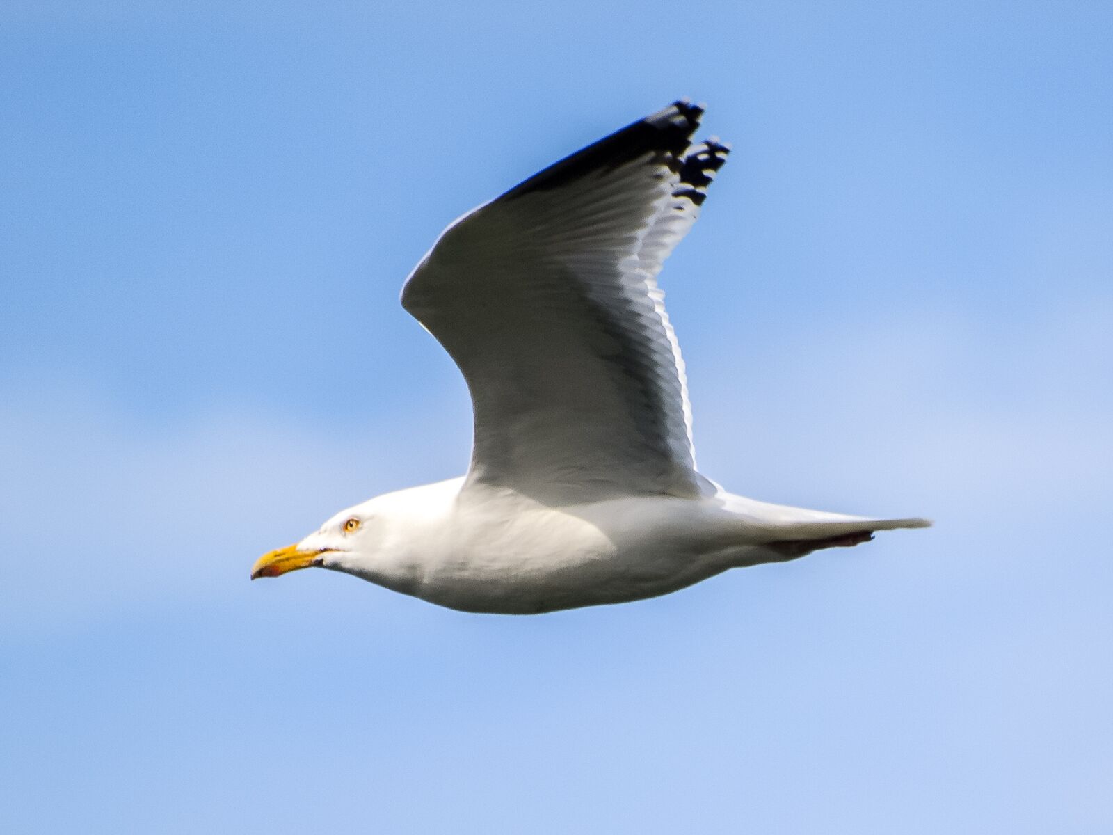 Olympus E-3 sample photo. Herring gull, seagull, bird photography