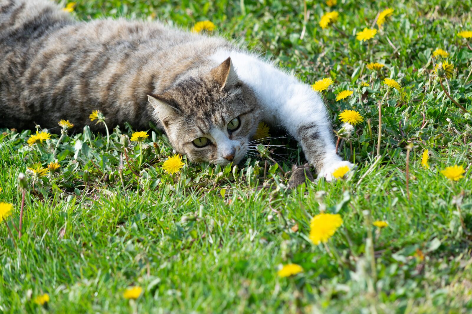 Nikon D3300 sample photo. Mouse, kitten, cat photography