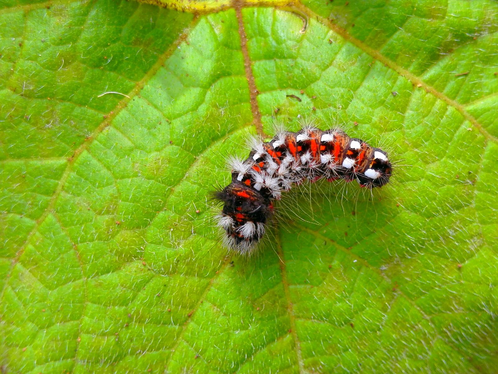 HUAWEI Mate 7 sample photo. Caterpillar, leaves, green photography