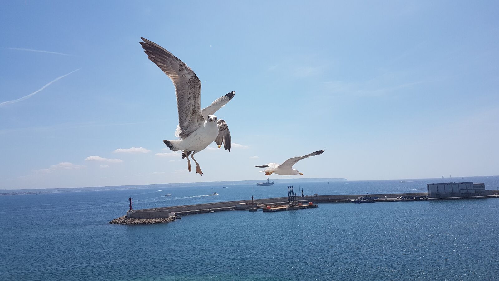 Samsung Galaxy S7 sample photo. Gulls, sea, bird photography