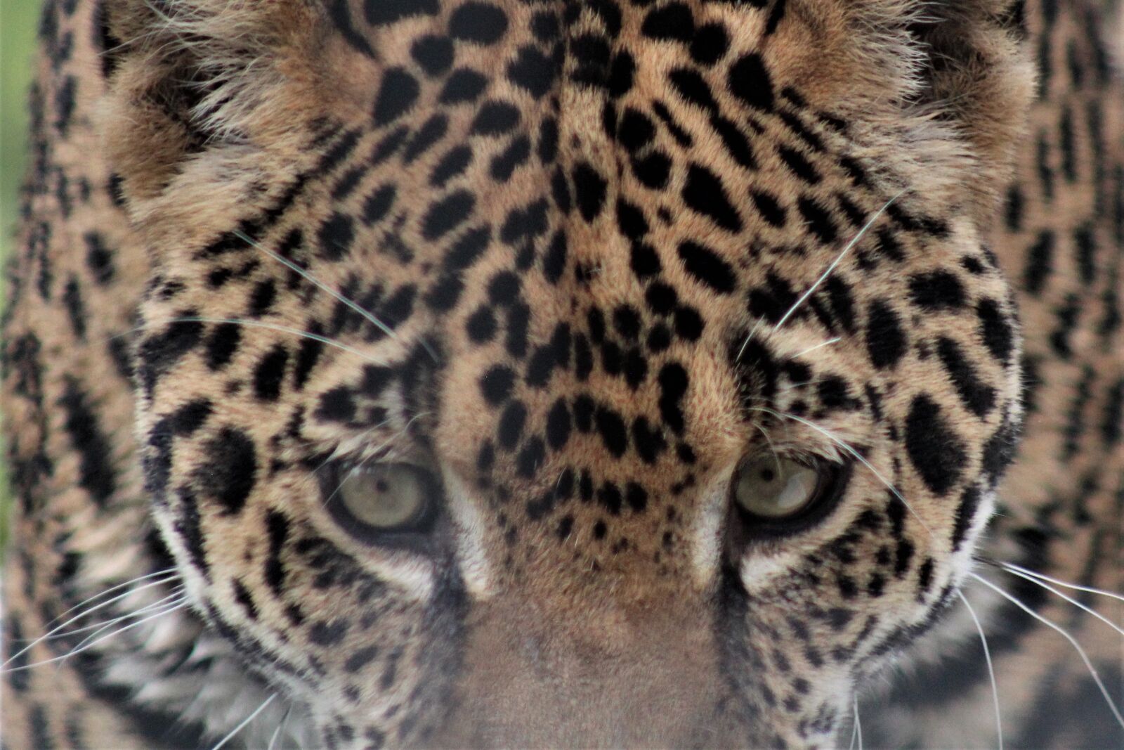 EF75-300mm f/4-5.6 sample photo. Leopard, cat, wildcat photography