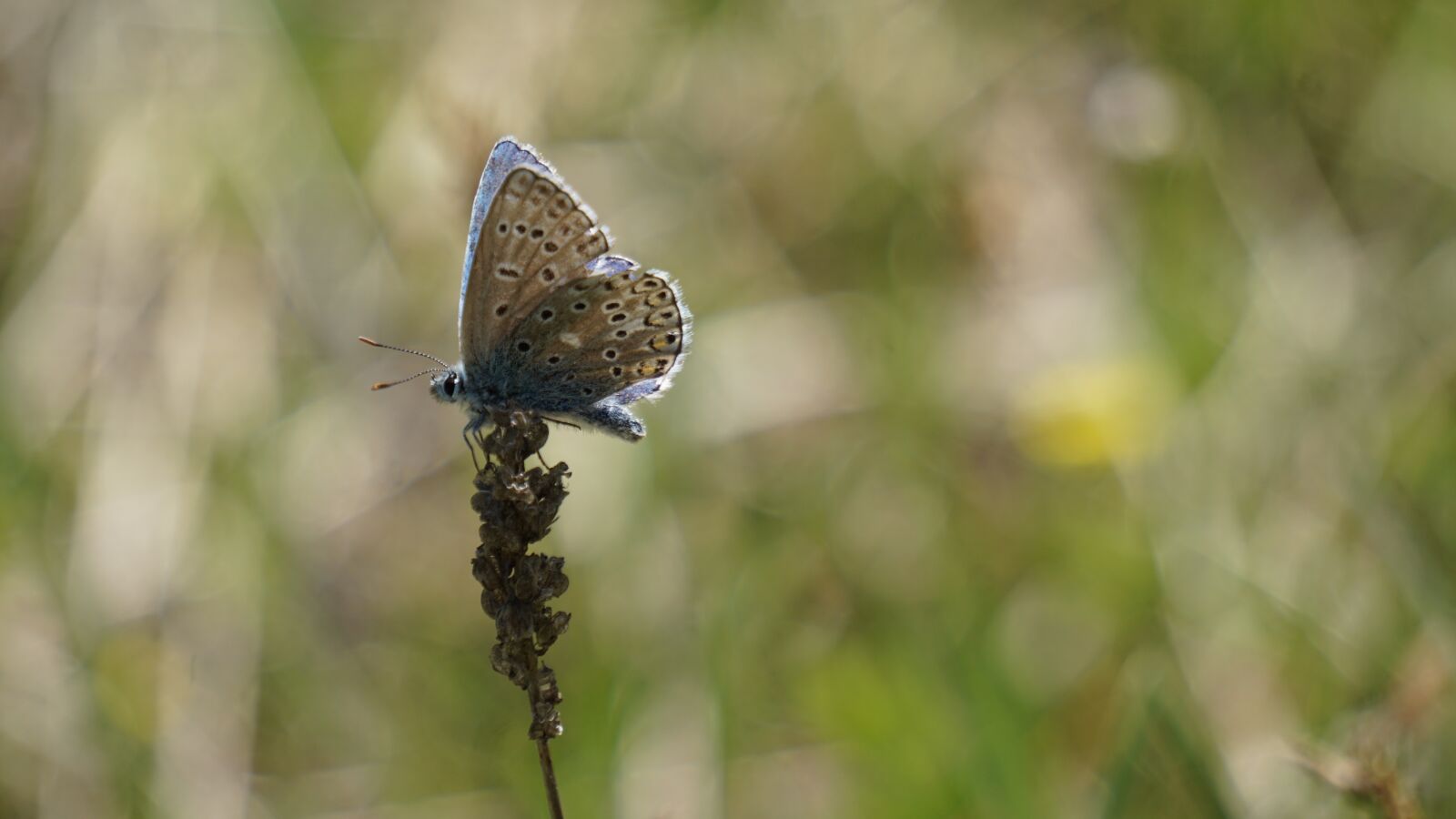 Sony E 55-210mm F4.5-6.3 OSS sample photo. Butterfly, brown, insect photography
