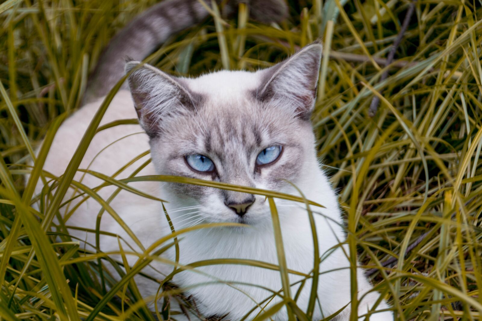 Nikon D3100 sample photo. Cat, blue eyes, pet photography