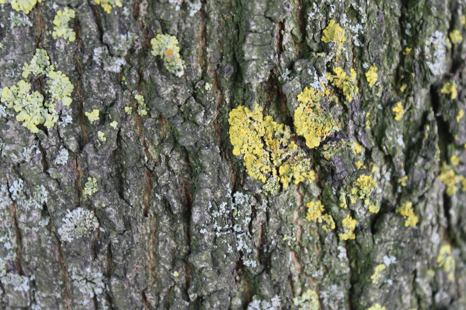 Canon EOS 1300D (EOS Rebel T6 / EOS Kiss X80) sample photo. Tree bark, bark, log photography