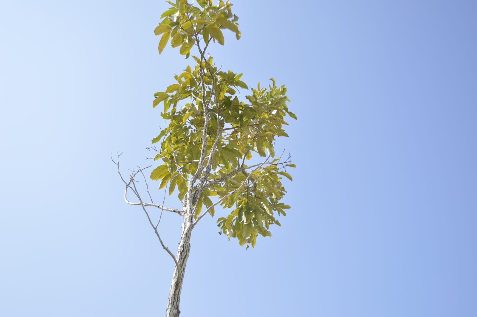 Nikon D3200 sample photo. Tree, sky photography