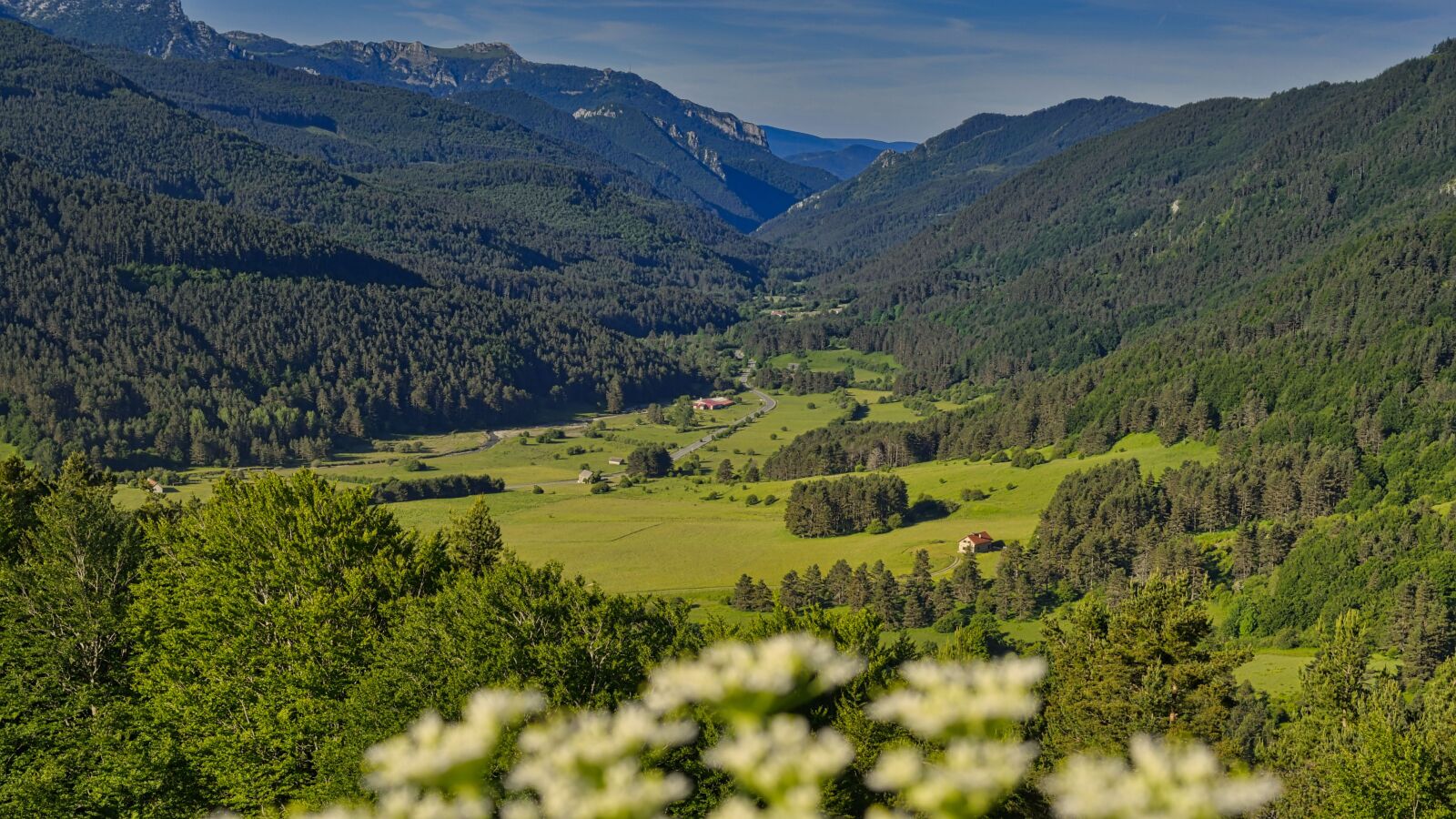 Nikon D500 sample photo. Flowers, valley, spring photography