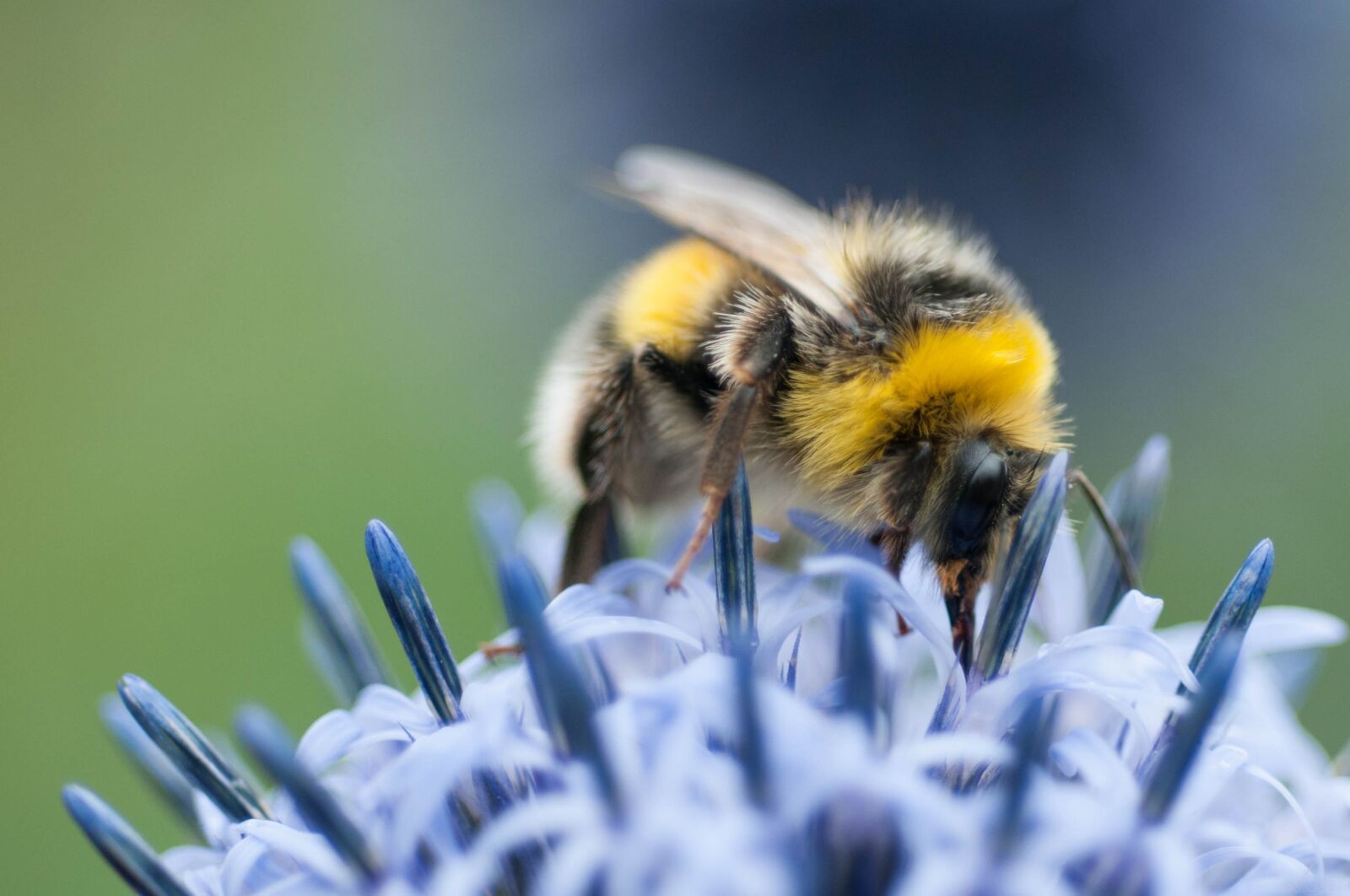 Nikon D300 sample photo. Bee, flower, blue photography