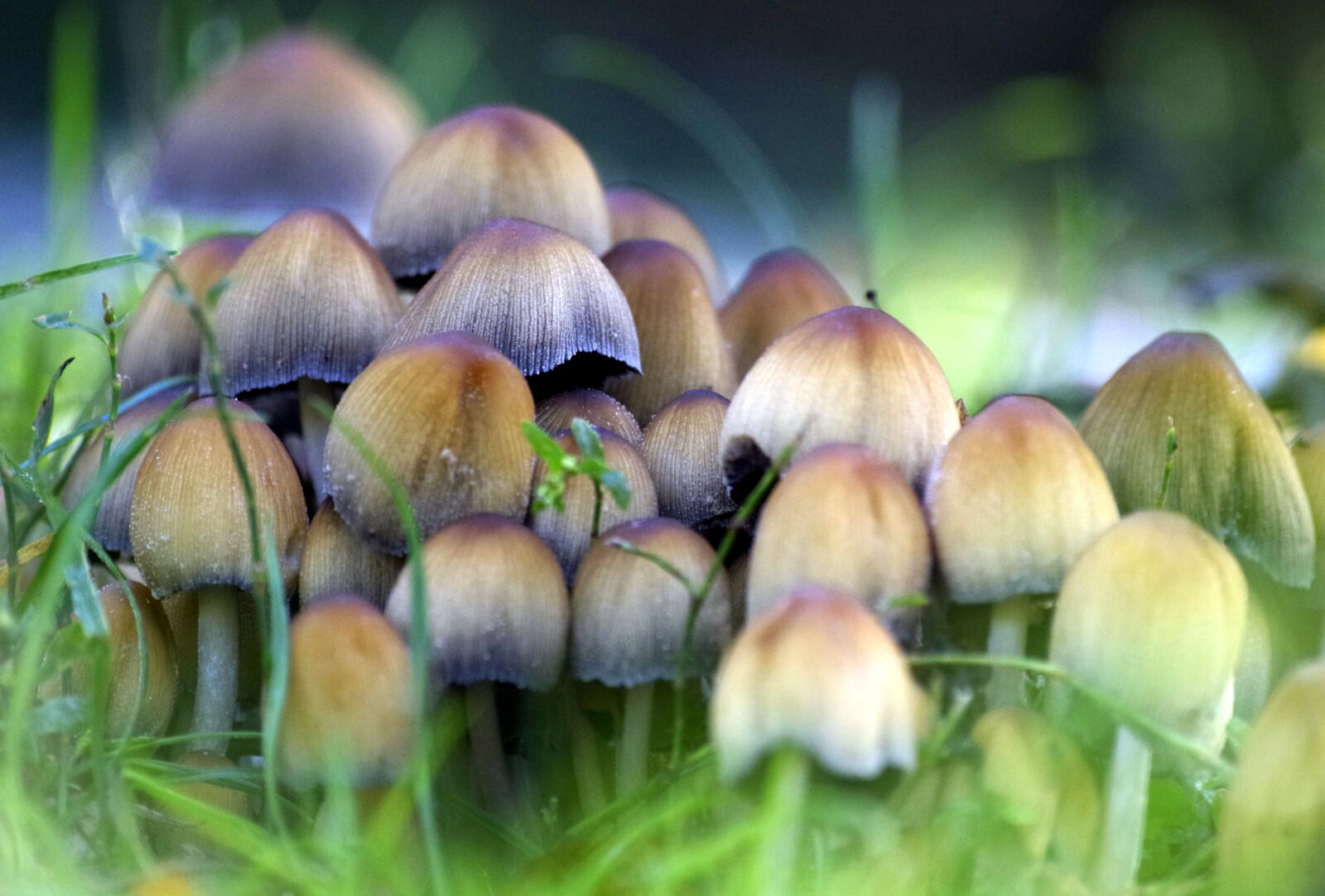 Pentax K-30 sample photo. Mushrooms, sponge, small mushroom photography