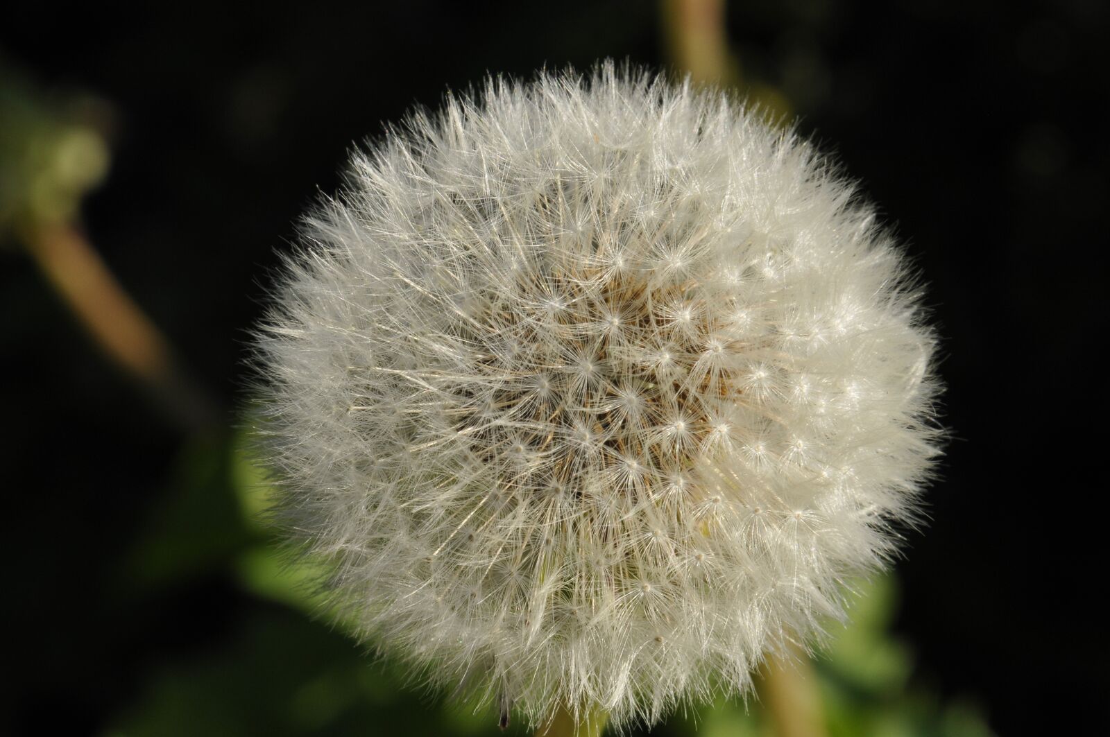 Nikon D300S sample photo. Dandelion, white, so photography