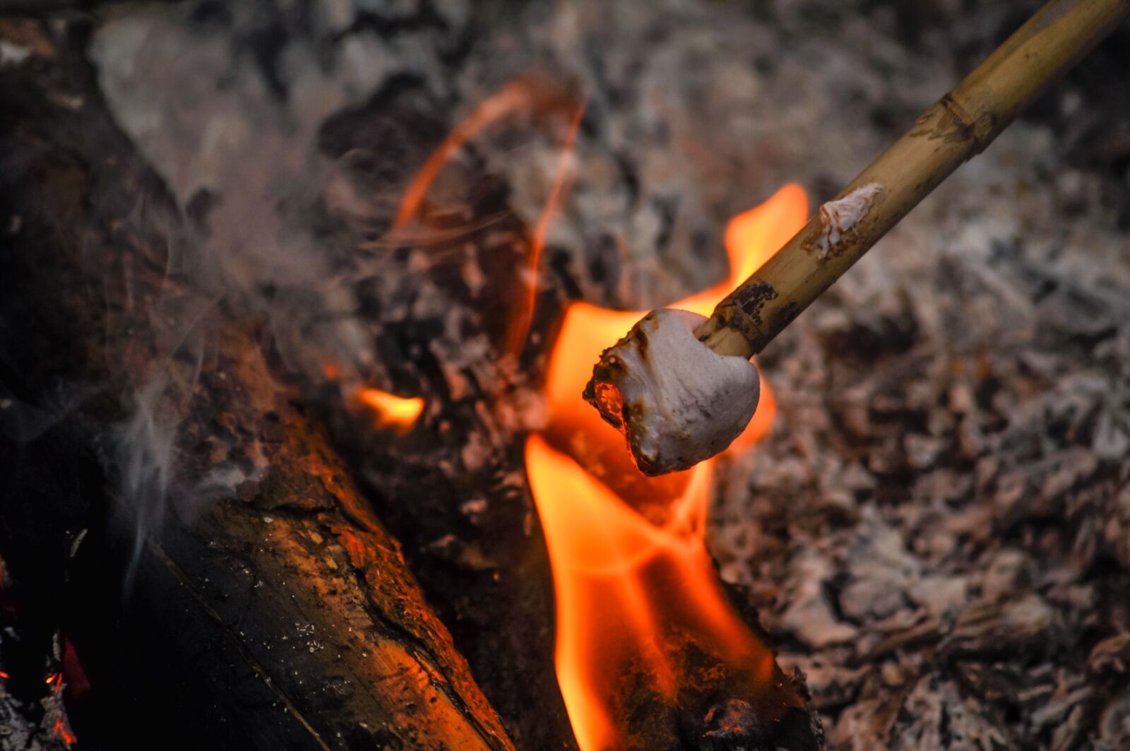 Nikon D90 sample photo. Marshmallow, sweet, roast photography