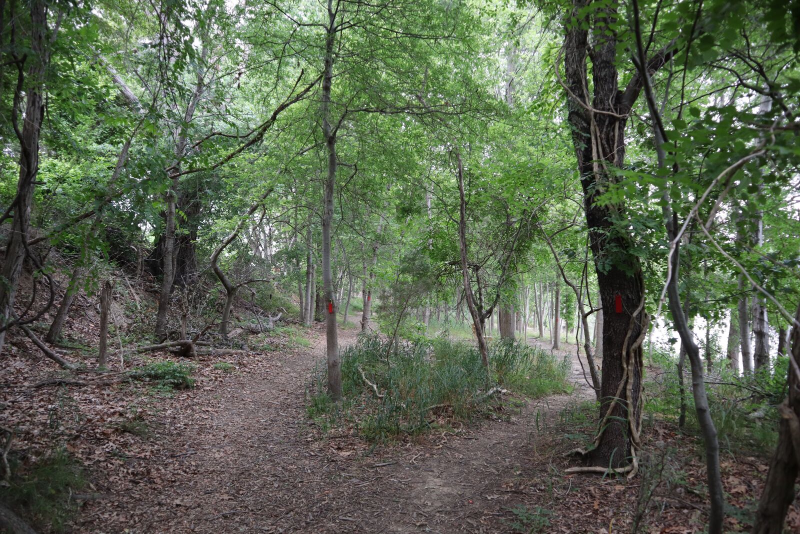 Canon EOS M50 (EOS Kiss M) sample photo. Forest, peaceful, calm photography
