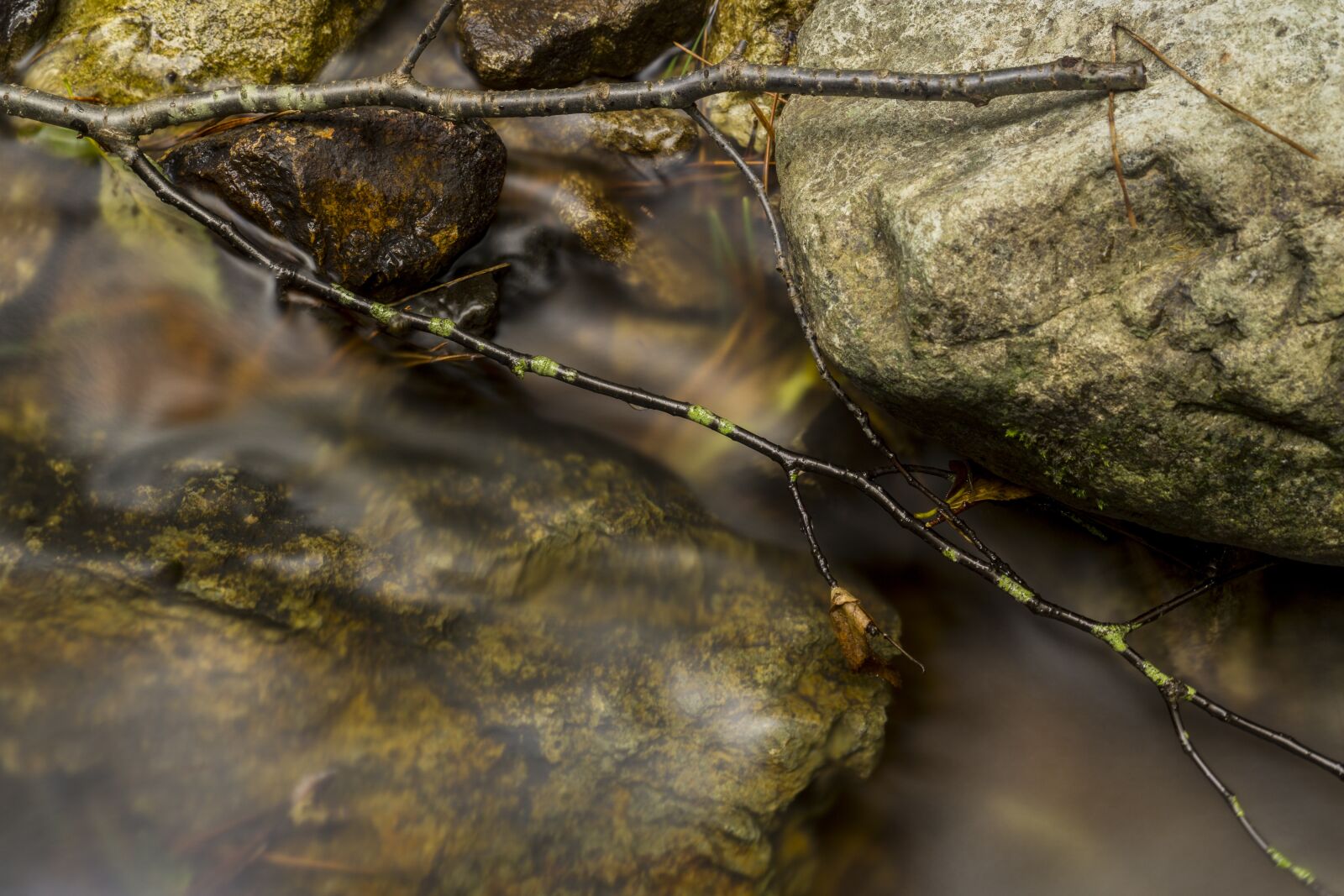 Sony a6000 sample photo. Twig, nature, stream photography