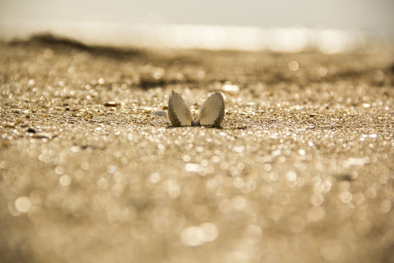 Canon EOS 60D sample photo. Nature, sand, outdoors photography