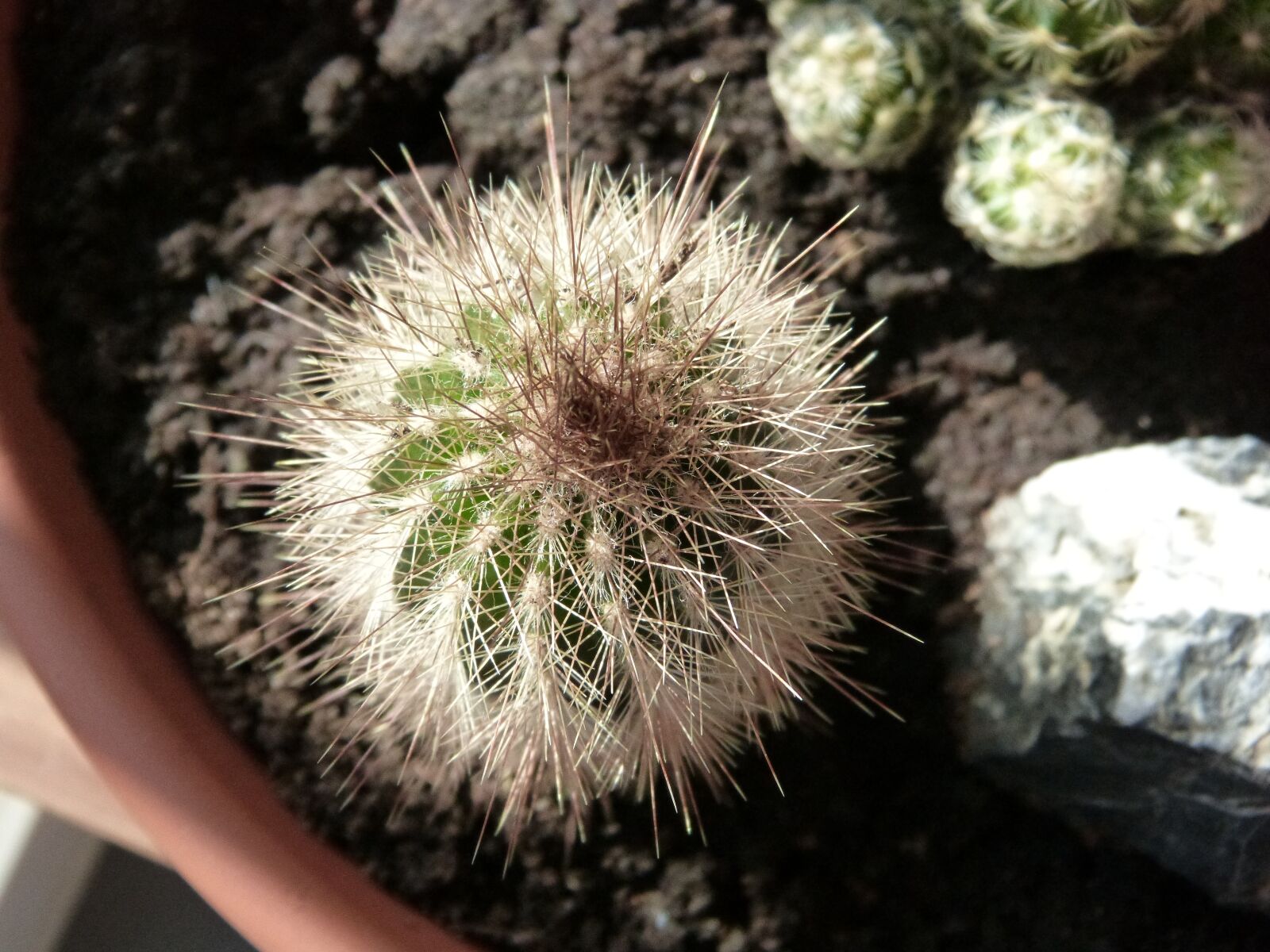 Panasonic DMC-FZ62 sample photo. Cactus, spur, plant photography
