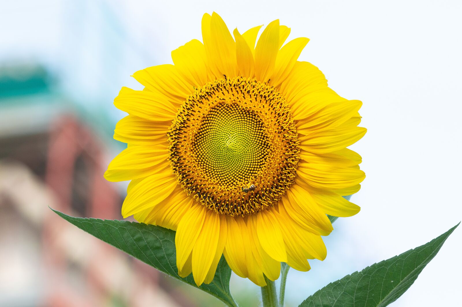 TAMRON SP 180mm F3.5 Di MACRO 1:1 B01N sample photo. Sunflower, summer, flower photography