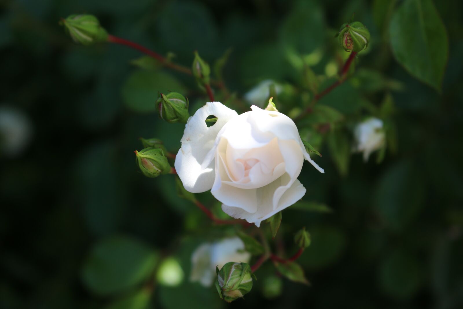 Canon EOS 70D sample photo. Rose, white, blossom photography