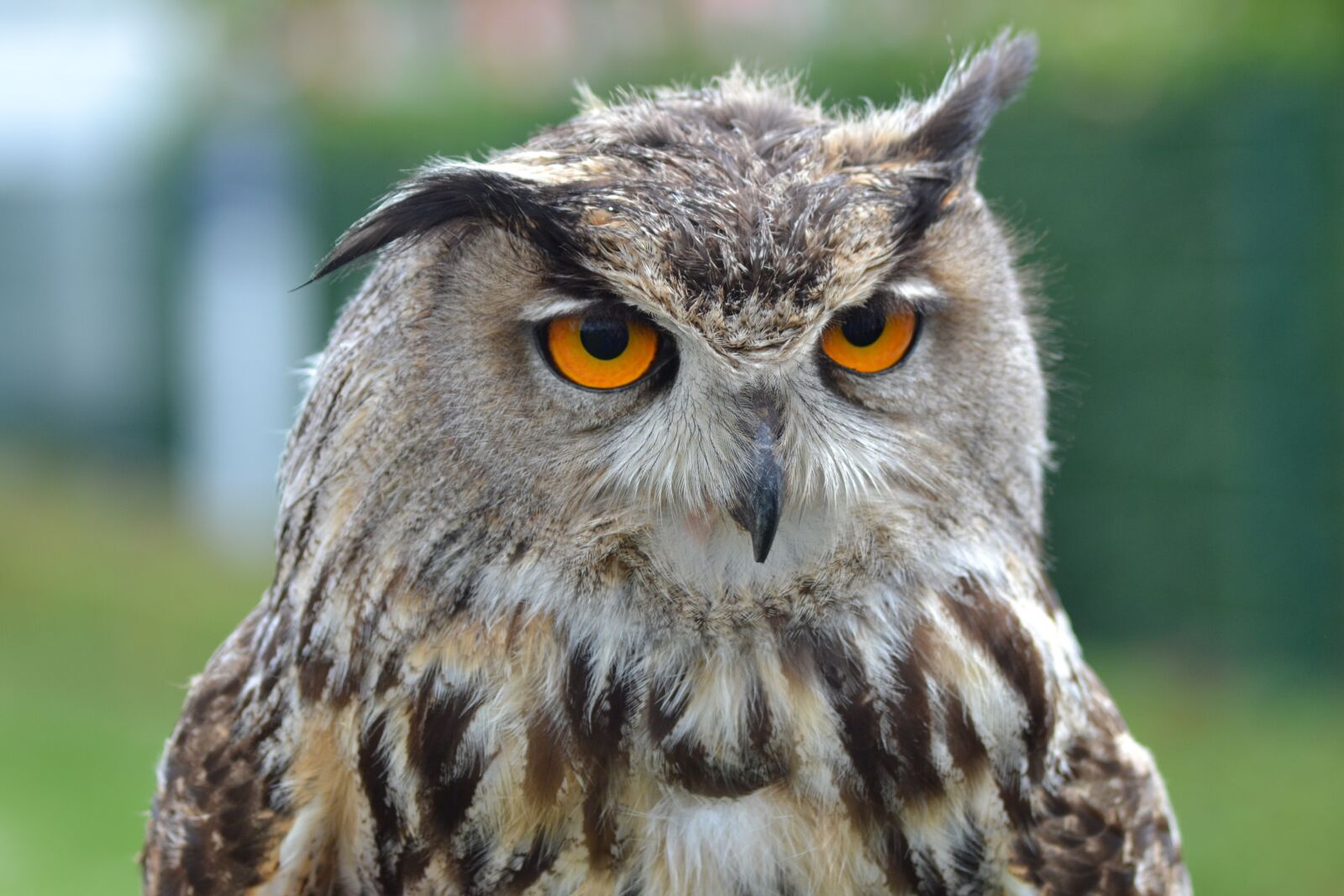 Nikon D3100 sample photo. Bird, wildlife, nature photography