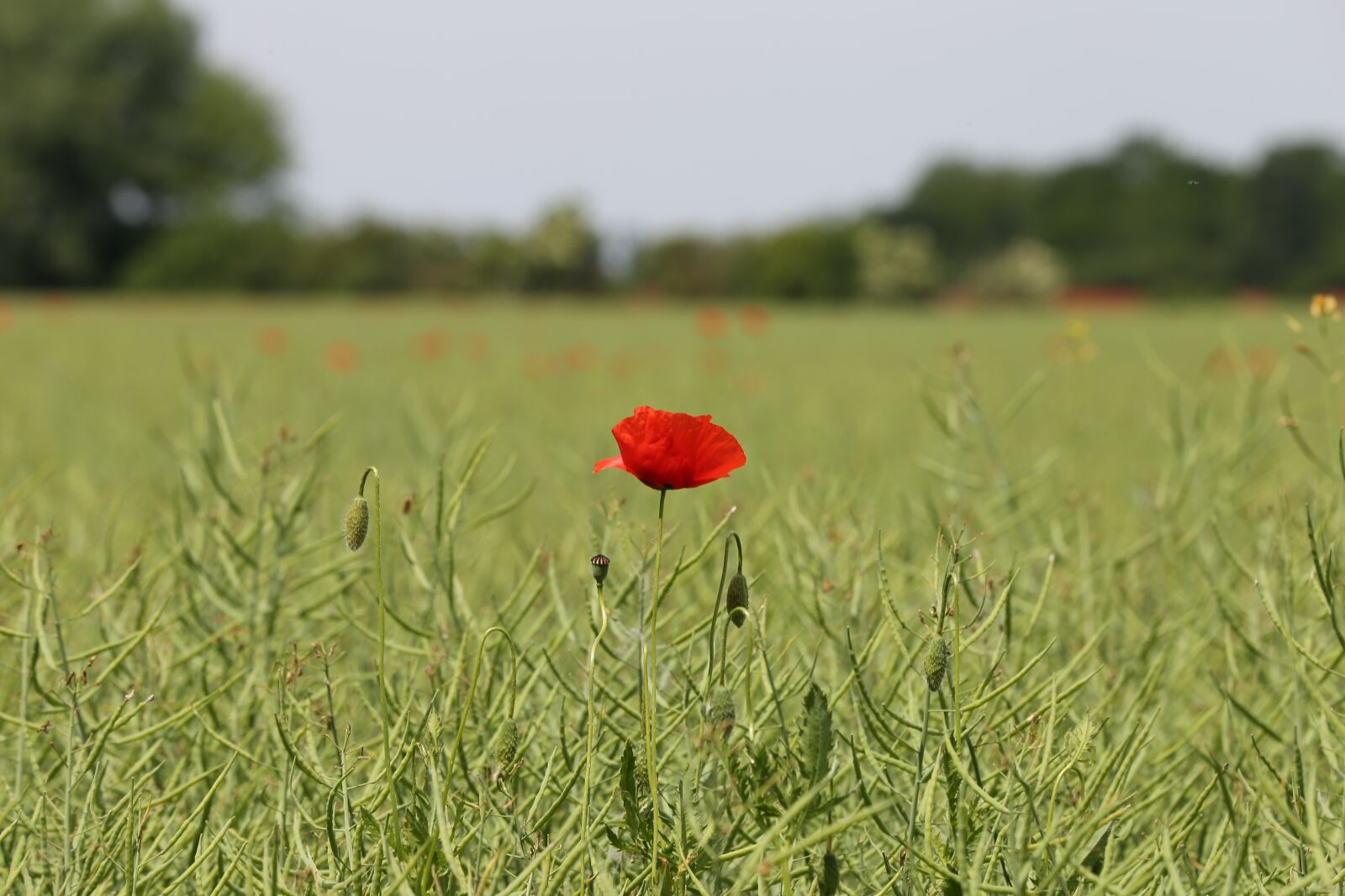 Canon EF 70-300 F4-5.6 IS II USM sample photo. One red poppy, rapeseed photography
