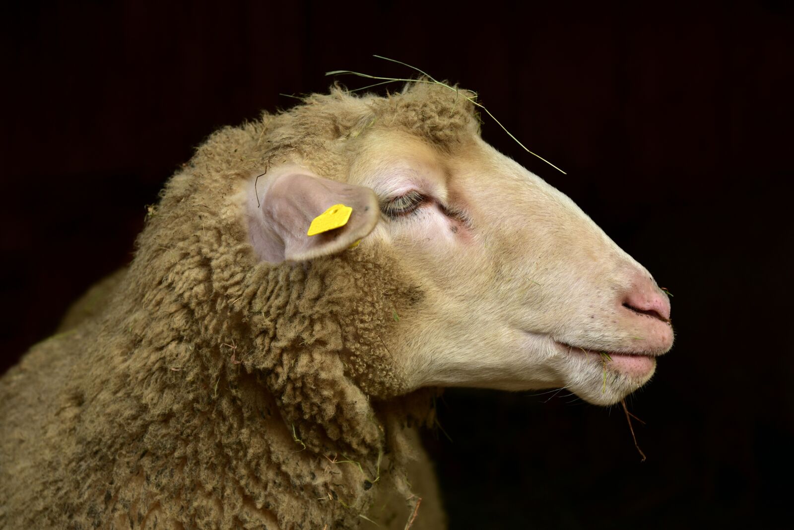 Nikon D750 sample photo. Sheep, head, wool photography
