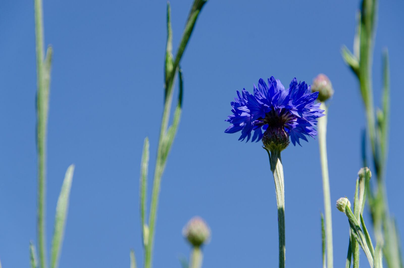 Nikon D7000 sample photo. Cornflower, cyanus, blossom photography