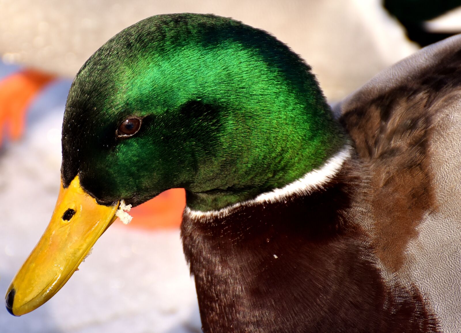 Nikon D7200 sample photo. Mallard, males, bread photography