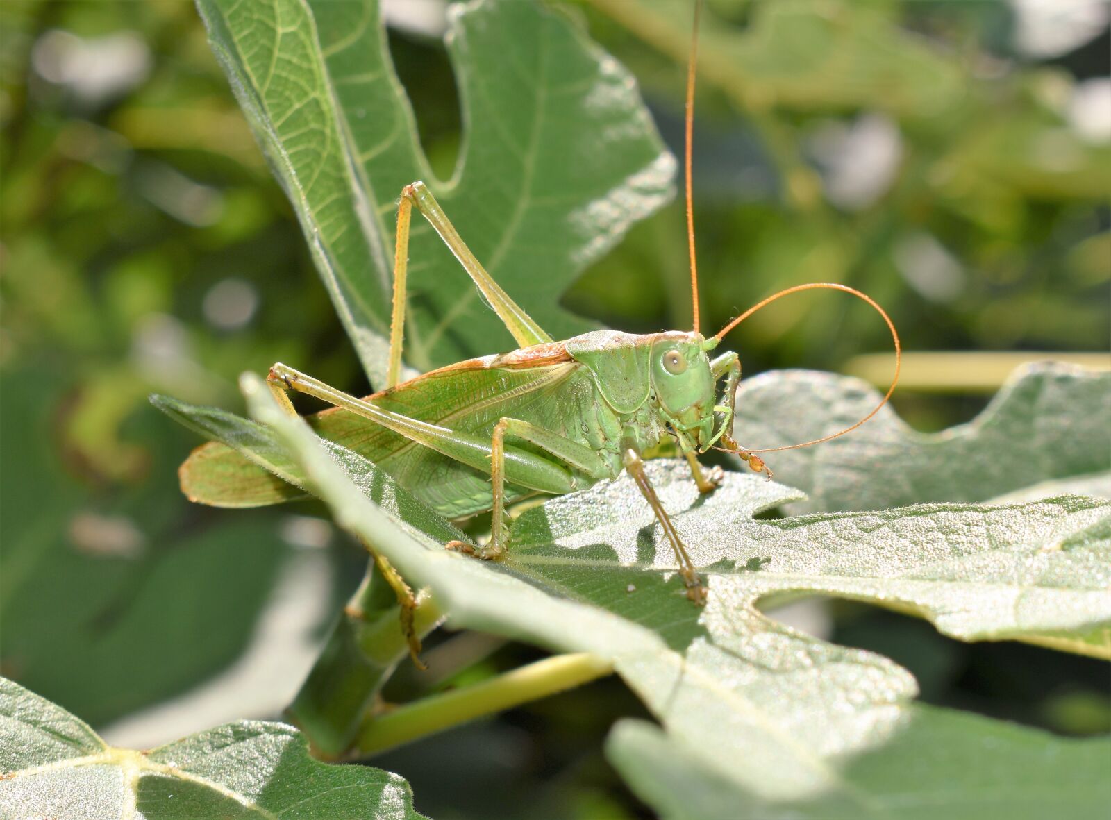 Nikon D5500 sample photo. Grasshopper, animal, insect photography