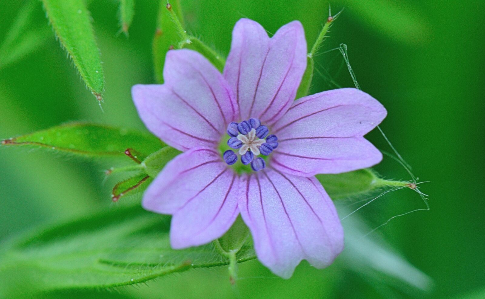 Nikon D5300 sample photo. Nature, flower, flowers photography